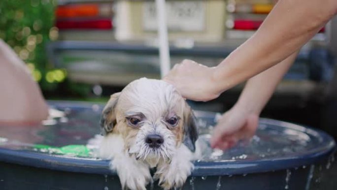 主人在浴缸里冲洗一只西施犬