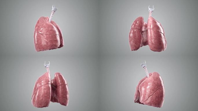 人类肺部的转盘3d动画