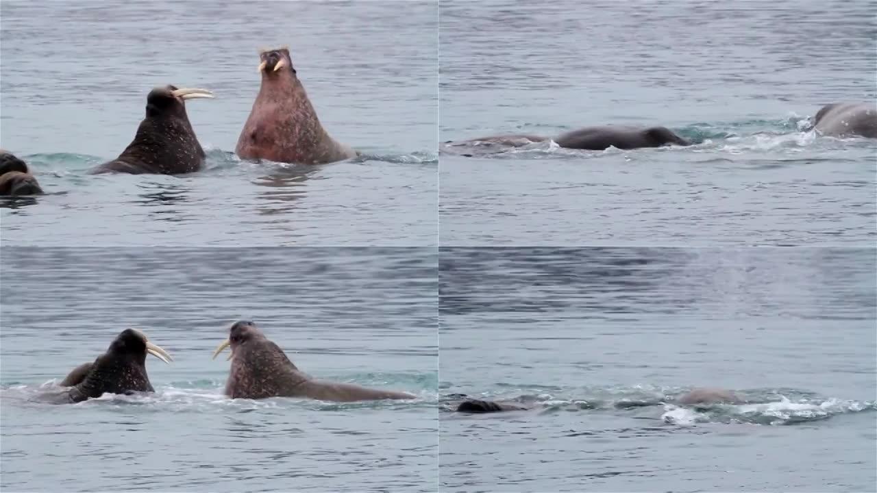 斯瓦尔巴群岛在北极水中玩耍的海象群