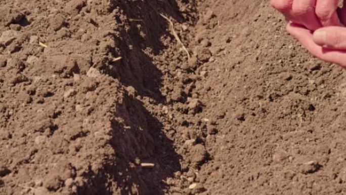 农民双手在花园里种植种子慢动作。女人的手把种子放在地上慢动作特写。有机农业和春季园艺的概念。植物农业
