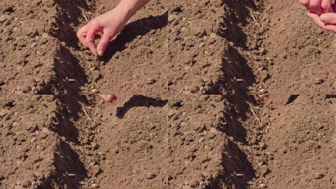 农民双手在花园里种植种子慢动作。女人的手把种子放在地上慢动作特写。有机农业和春季园艺的概念。植物农业
