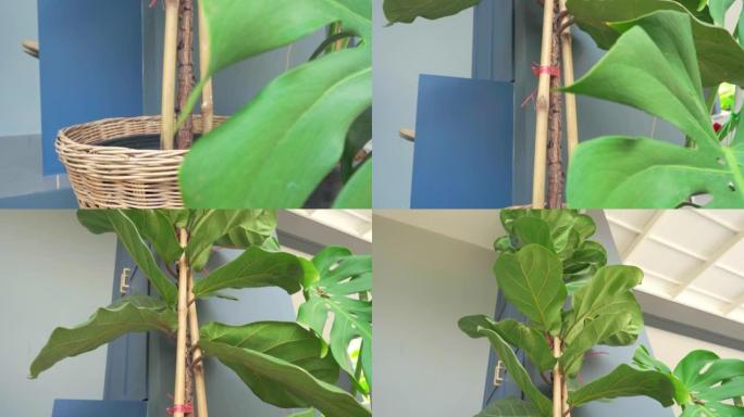 倾斜概念靠近绿色无花果树小提琴叶植物生长在藤壶中。倾斜镜头概念。