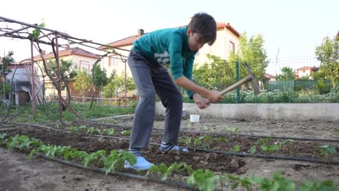 孩子们在农业有机园林农田种植蔬菜
