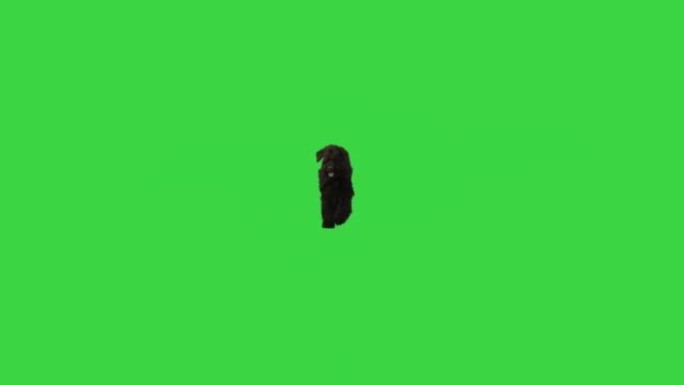 黑色巨型雪纳瑞犬或Riesenschnauzer狗在绿色屏幕上在相机上行走，色度键