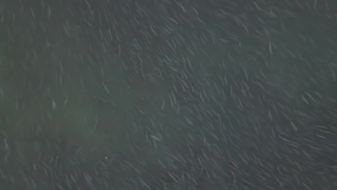 产卵河的鸟瞰图，成千上万的银大马哈鱼在其中游泳