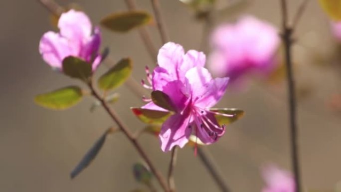 开花野生迷迭香灌木大粉红色的花特写。美丽的花卉横向照片。