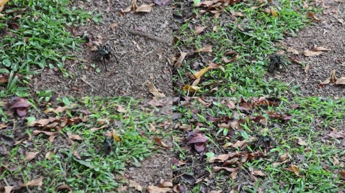 巴西狼蛛在砾石、草地和干树叶上行走