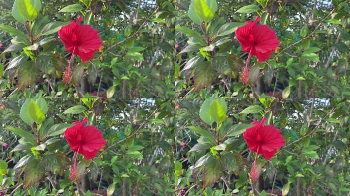 自然花园中的红色芙蓉花