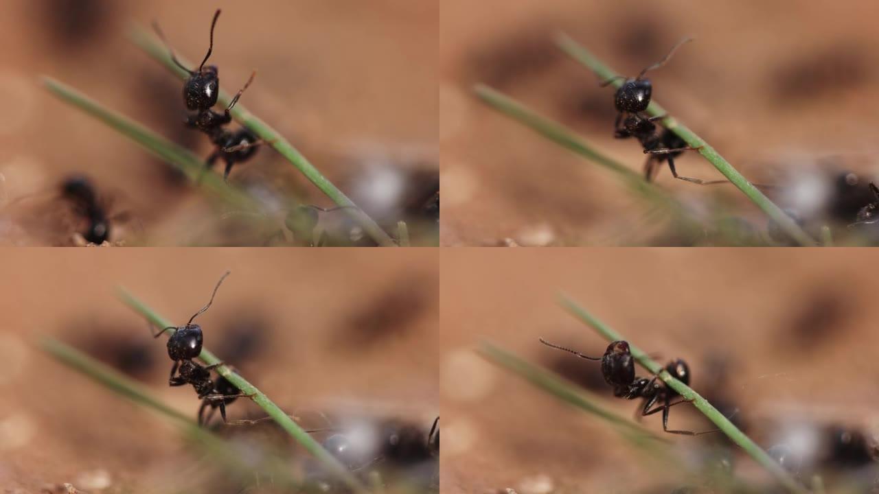 泥土地面上的蚂蚁微距射击