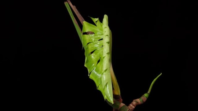 生长在黑色背景上的Monstera deliciosa植物叶子的时间流逝，4k镜头工作室拍摄。