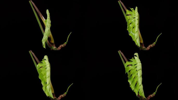 生长在黑色背景上的Monstera deliciosa植物叶子的时间流逝，4k镜头工作室拍摄。