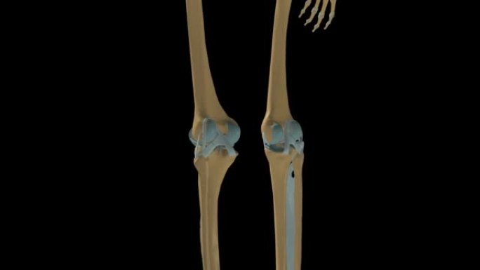 人体骨骼膝关节韧带解剖3D