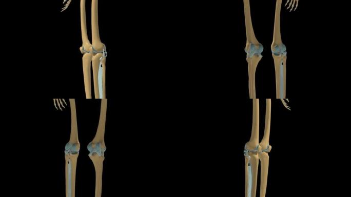 人体骨骼膝关节韧带解剖3D