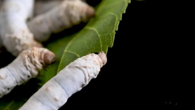 成熟的蚕吃新鲜的桑叶，特写镜头，4k慢镜头，农业概念。