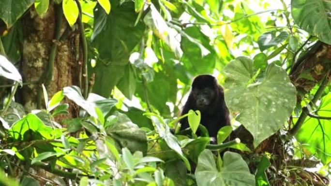 Mantled吼猴 (alouatta palliata)，哥斯达黎加野生动物，在树上吃树叶和植物，