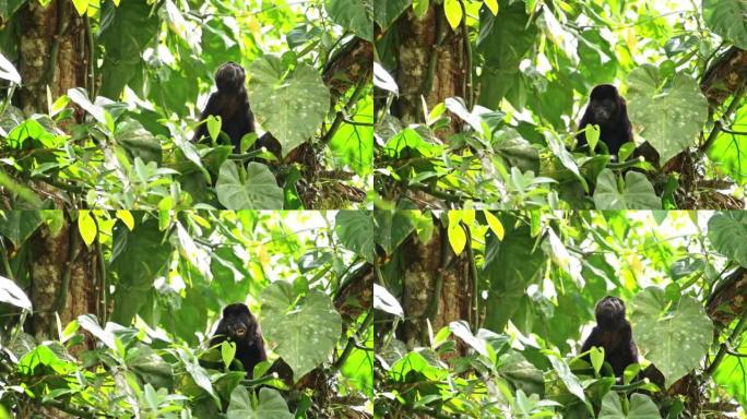 Mantled吼猴 (alouatta palliata)，哥斯达黎加野生动物，在树上吃树叶和植物，