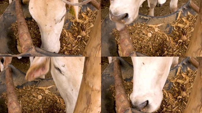 公牛直接从饲料槽农场概念中食用牧场