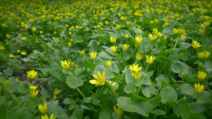 外来物种小白屈菜或无花果毛茛。