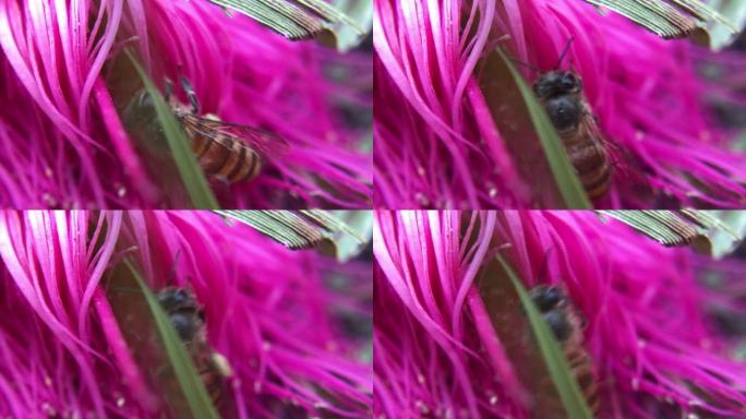 蜜蜂在花瓣中寻找花蜜