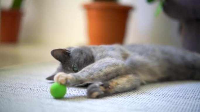 快乐的懒惰可爱的灰色家猫，玩一个绿色的小球。