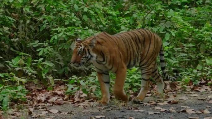 皇家孟加拉虎在吉姆·科贝特老虎保护区的森林中放松