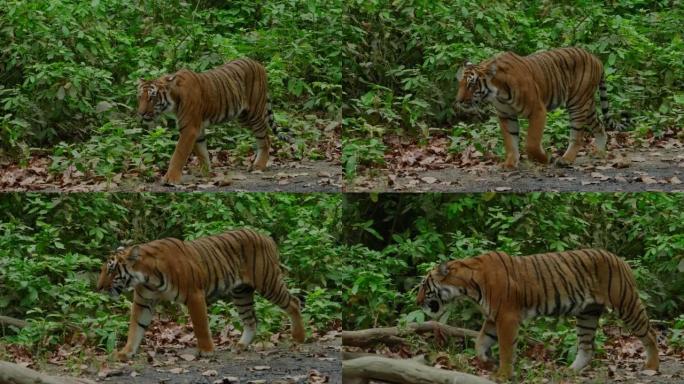 皇家孟加拉虎在吉姆·科贝特老虎保护区的森林中放松