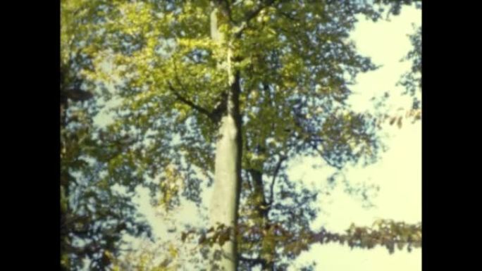 法国1958，50年代秋天的树木