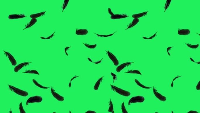 现实的黑色羽毛漂浮在绿色背景上。