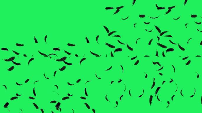 现实的黑色羽毛漂浮在绿色背景上。