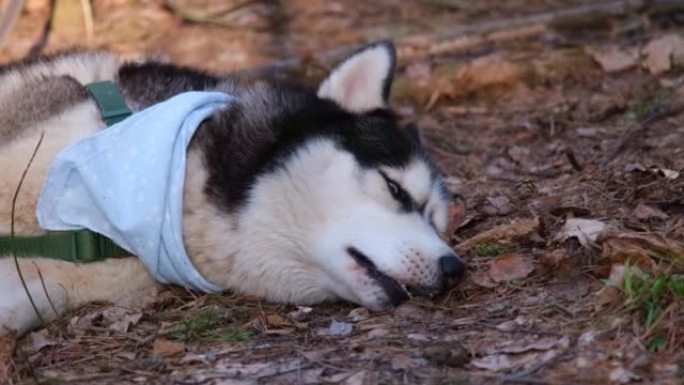 哈士奇肖像。蓝眼睛和蓝色围巾的狗。森林里的哈士奇躺在地上休息。狗枪口特写。西伯利亚哈士奇仔细地环顾四