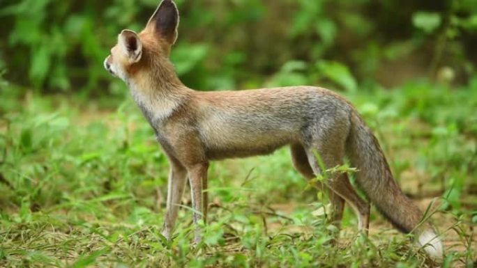 白脚狐狸或沙漠狐或vulpes vulpes pusilla肖像或特写镜头在户外丛林野生动物园jha