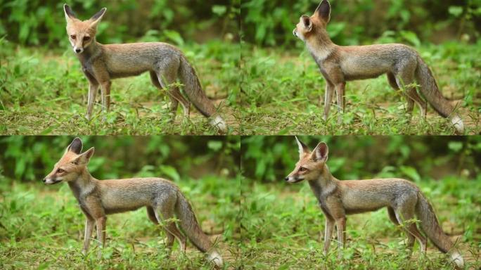 白脚狐狸或沙漠狐或vulpes vulpes pusilla肖像或特写镜头在户外丛林野生动物园jha