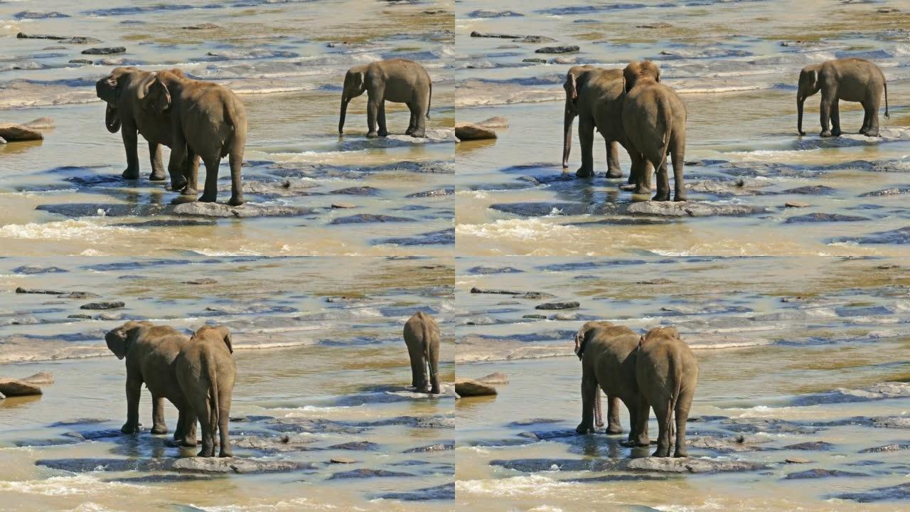河流中的大象-斯里兰卡