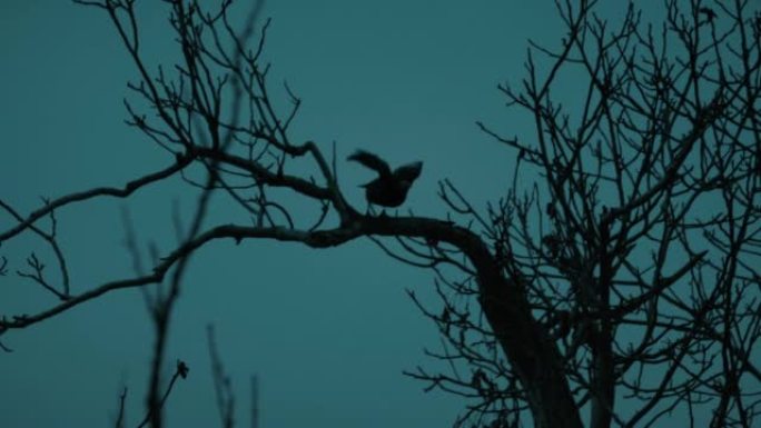 乌鸦在晚上从枯树上休息和飞行-slo mo