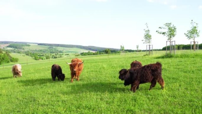 苏格兰高地牛在牧场上放牧