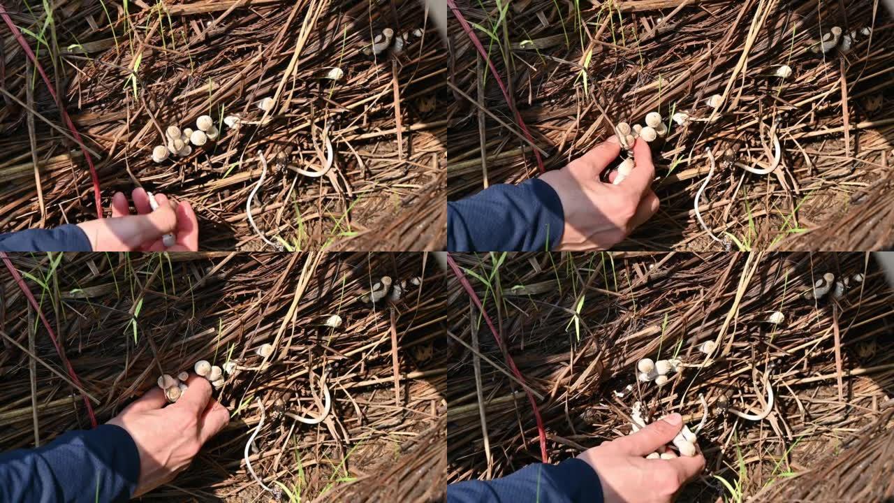 农民采摘小白蚁蘑菇生长在花园里。这些蘑菇对大多数人来说是可以食用的。
