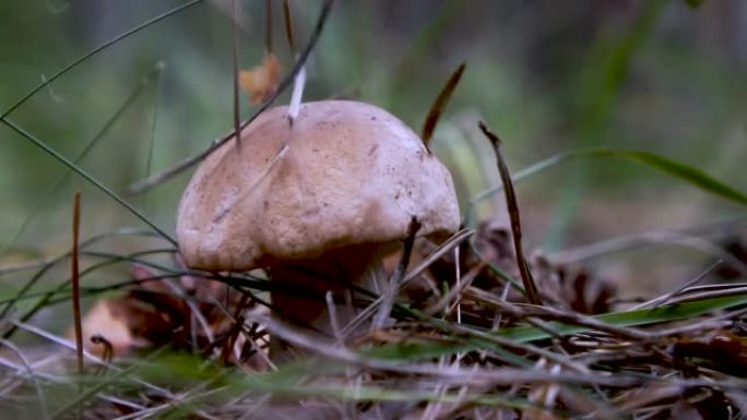 慢动作。松针从树上掉下来蘑菇。森林里生长着一种美丽的夏季牛肝菌。