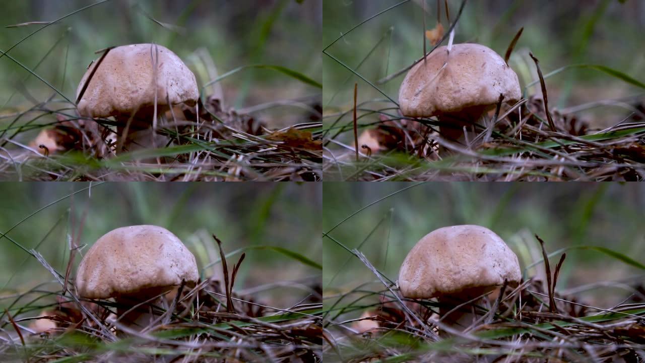 慢动作。松针从树上掉下来蘑菇。森林里生长着一种美丽的夏季牛肝菌。