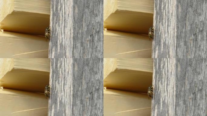 一只蜜蜂在爱沙尼亚的木头上开了一个小洞