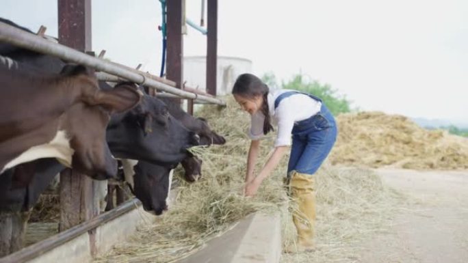 迷人的亚洲奶农妇女独自在农场户外工作。年轻美丽的女农业农民在畜牧业中幸福地在牛棚里用干草喂养牛群。