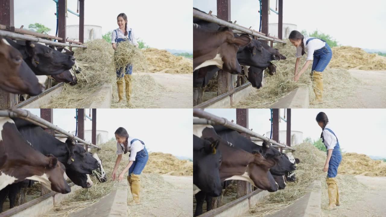 迷人的亚洲奶农妇女独自在农场户外工作。年轻美丽的女农业农民在畜牧业中幸福地在牛棚里用干草喂养牛群。