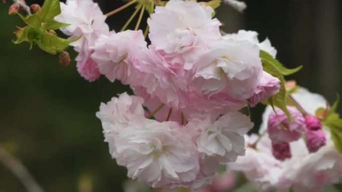 双花樱花盛开，白色和粉红色的花瓣。