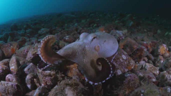 海底椰子章鱼
