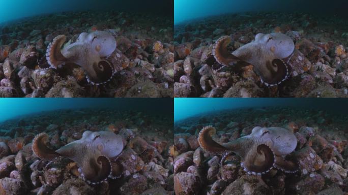 海底椰子章鱼