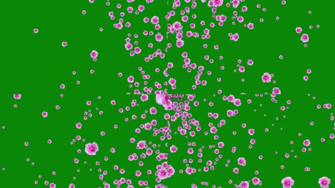 鲜花落在绿色屏幕上