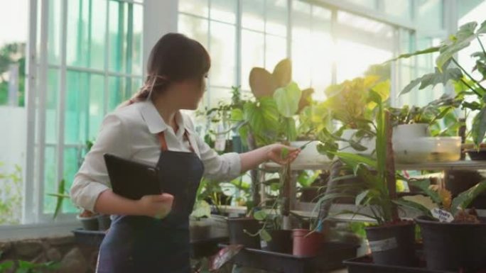 作为小企业主的企业家女孩她在植物车间温室，树木车间工作