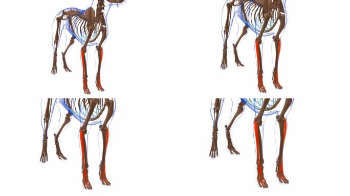 指伸肌犬肌肉解剖医学概念3D