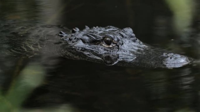 短吻鳄: 大沼泽地国家公园，佛罗里达州