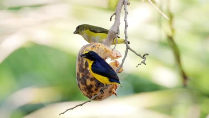 墨西哥尤卡坦州Violaceous Euphonia