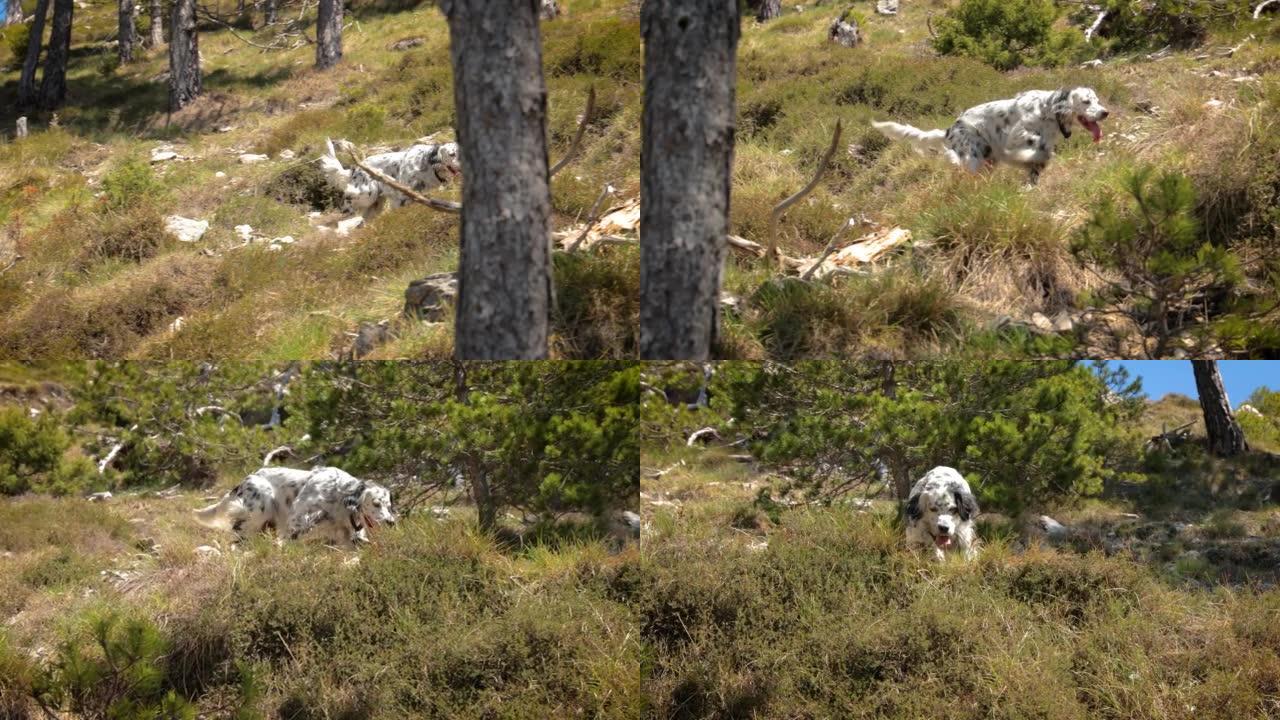 英国二传手狗在山林里乱跑